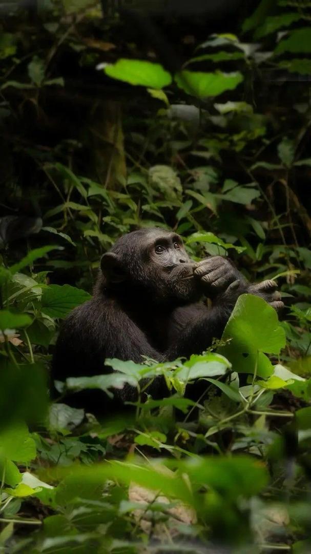 What disappears when an animal goes extinct in Nigeria